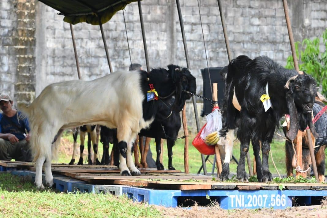 Kontes Kambing Meriahkan