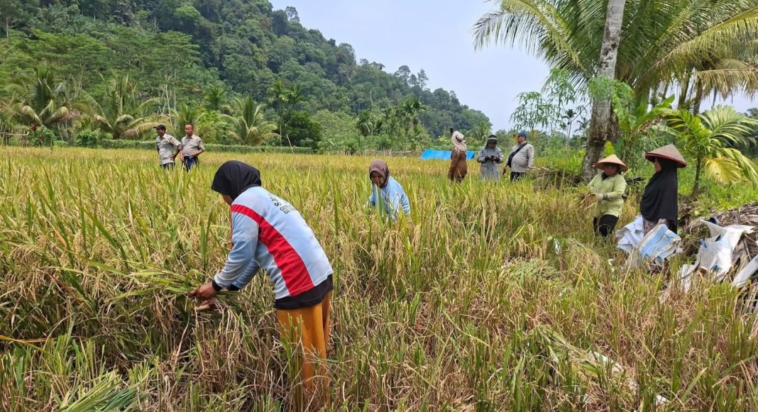 gapoktan