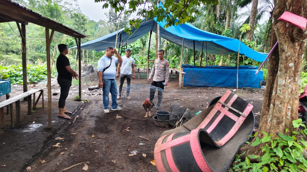 sabung ayam
